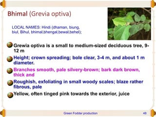 Bhimal (Grevia optiva)
• Grewia optiva is a small to medium-sized deciduous tree, 9-
12 m
• Height; crown spreading; bole clear, 3-4 m, and about 1 m
diameter.
• Branches smooth, pale silvery-brown; bark dark brown,
thick and
• Roughish, exfoliating in small woody scales; blaze rather
fibrous, pale
• Yellow, often tinged pink towards the exterior, juice
LOCAL NAMES: Hindi (dhaman, biung,
biul, Bihul, bhimal,bhengal,bewal,behel);
Green Fodder production 48
 