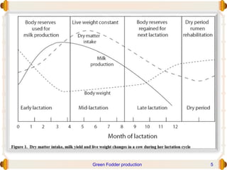 Green Fodder production 5
 