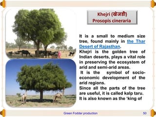 It is a small to medium size
tree, found mainly in the Thar
Desert of Rajasthan.
Khejri is the golden tree of
Indian deserts, plays a vital role
in preserving the ecosystem of
arid and semi-arid areas.
It is the symbol of socio-
economic development of the
arid regions.
Since all the parts of the tree
are useful, it is called kalp taru.
It is also known as the ‘king of
Khejri (खेजडी)
Prosopis cineraria
Green Fodder production 50
 