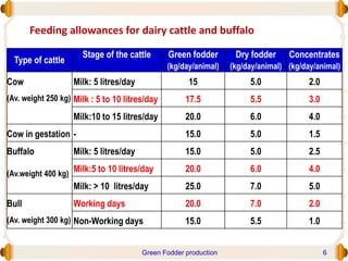 Type of cattle
Stage of the cattle Green fodder
(kg/day/animal)
Dry fodder
(kg/day/animal)
Concentrates
(kg/day/animal)
Cow
(Av. weight 250 kg)
Milk: 5 litres/day 15 5.0 2.0
Milk : 5 to 10 litres/day 17.5 5.5 3.0
Milk:10 to 15 litres/day 20.0 6.0 4.0
Cow in gestation - 15.0 5.0 1.5
Buffalo
(Av.weight 400 kg)
Milk: 5 litres/day 15.0 5.0 2.5
Milk:5 to 10 litres/day 20.0 6.0 4.0
Milk: > 10 litres/day 25.0 7.0 5.0
Bull
(Av. weight 300 kg)
Working days 20.0 7.0 2.0
Non-Working days 15.0 5.5 1.0
Feeding allowances for dairy cattle and buffalo
Green Fodder production 6
 
