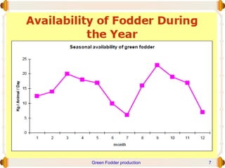 Green Fodder production 7
 
