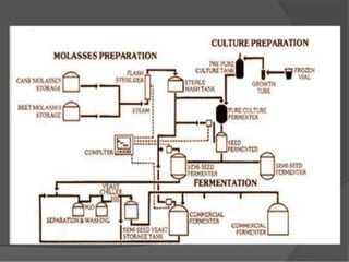 Fodder yeast production 