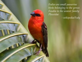 Fodies are small passerine
birds belonging to the genus
Foudia in the weaver family
Ploceidae
- wikipedia/Fody
 