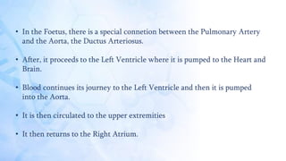 • In the Foetus, there is a special connetion between the Pulmonary Artery
and the Aorta, the Ductus Arteriosus.
• After, it proceeds to the Left Ventricle where it is pumped to the Heart and
Brain.
• Blood continues its journey to the Left Ventricle and then it is pumped
into the Aorta.
• It is then circulated to the upper extremities
• It then returns to the Right Atrium.
 