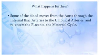 What happens further?
• Some of the blood moves from the Aorta through the
Internal Iliac Arteries to the Umbilical Arteries, and
re-enters the Placenta, the Maternal Cycle.
 