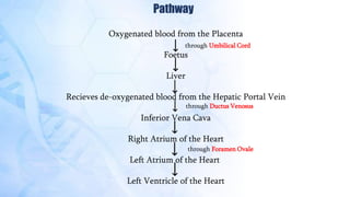 Pathway
Oxygenated blood from the Placenta
Foetus
Liver
Recieves de-oxygenated blood from the Hepatic Portal Vein
Inferior Vena Cava
Right Atrium of the Heart
Left Atrium of the Heart
Left Ventricle of the Heart
through Umbilical Cord
through Ductus Venosus
through Foramen Ovale
 