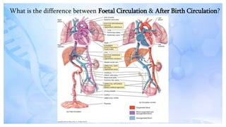 What is the difference between Foetal Circulation & After Birth Circulation?
 