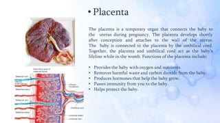 • Placenta
The placenta is a temporary organ that connects the baby to
the uterus during pregnancy. The placenta develops shortly
after conception and attaches to the wall of the uterus.
The baby is connected to the placenta by the umbilical cord.
Together, the placenta and umbilical cord act as the baby's
lifeline while in the womb. Functions of the placenta include:
• Provides the baby with oxygen and nutrients.
• Removes harmful waste and carbon dioxide from the baby.
• Produces hormones that help the baby grow.
• Passes immunity from you to the baby.
• Helps protect the baby.
 