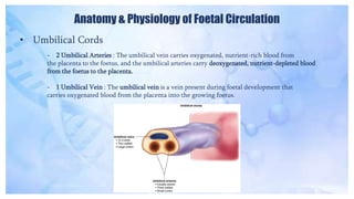 Anatomy & Physiology of Foetal Circulation
• Umbilical Cords
- 2 Umbilical Arteries : The umbilical vein carries oxygenated, nutrient-rich blood from
the placenta to the foetus, and the umbilical arteries carry deoxygenated, nutrient-depleted blood
from the foetus to the placenta.
- 1 Umbilical Vein : The umbilical vein is a vein present during foetal development that
carries oxygenated blood from the placenta into the growing foetus.
 