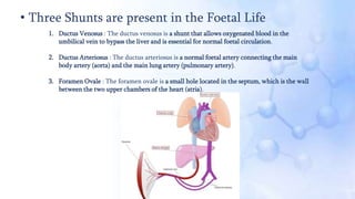 • Three Shunts are present in the Foetal Life
1. Ductus Venosus : The ductus venosus is a shunt that allows oxygenated blood in the
umbilical vein to bypass the liver and is essential for normal foetal circulation.
2. Ductus Arteriosus : The ductus arteriosus is a normal foetal artery connecting the main
body artery (aorta) and the main lung artery (pulmonary artery).
3. Foramen Ovale : The foramen ovale is a small hole located in the septum, which is the wall
between the two upper chambers of the heart (atria).
 