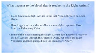 What happens to the blood after it reaches to the Right Atrium?
• Blood flows from Right Atrium to the Left Atrium through Foramen
Ovale.
• Here it again mixes with a smaller amount of deoxygenated blood
from the Pulmonary Veins.
• Some of the blood entering the Right Atrium does not pass directly to
the Left Atrium through the Foramen Ovale, but enters the Right
Ventricles and then pumped into the Pulmonary Artery.
 