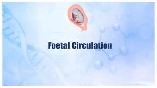 Foetal Circulation
 