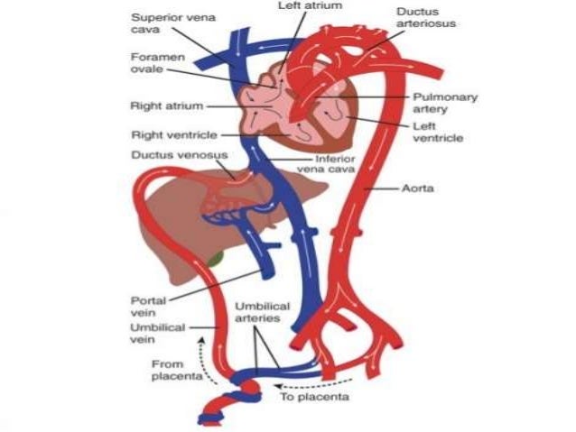 foetal circulation persistent pulmonary hypertension of the newborn persistent pulmonary hypertension of the newborn