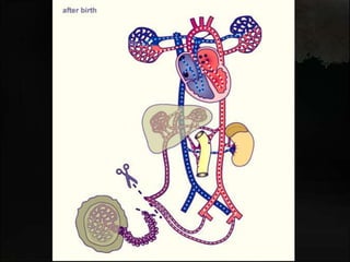 Fetal Circulation Diagram Easy Ppt
