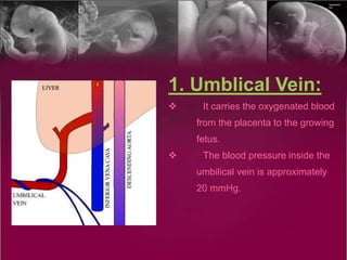 Steps Of Foetal Circulation:
Step.1:
The placenta accepts the bluest blood (blood without oxygen) from
the fetus through b...