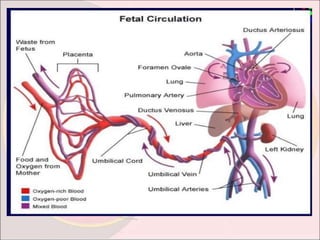 Foetal circulation ppt