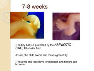 7-8 weeks
•The tiny baby is protected by the AMNIOTIC
SAC, filled with fluid.
•Inside, the child swims and moves gracefully.
•The arms and legs have lengthened, and fingers can
be seen.
 