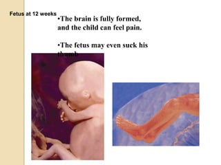 Fetus at 12 weeks
•The brain is fully formed,
and the child can feel pain.
•The fetus may even suck his
thumb
 