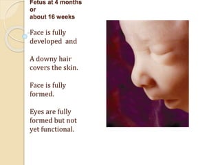 Fetus at 4 months
or
about 16 weeks
Face is fully
developed and
A downy hair
covers the skin.
Face is fully
formed.
Eyes are fully
formed but not
yet functional.
 