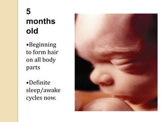5
months
old
•Beginning
to form hair
on all body
parts
•Definite
sleep/awake
cycles now.
 