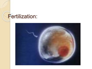 Fertilization:
 