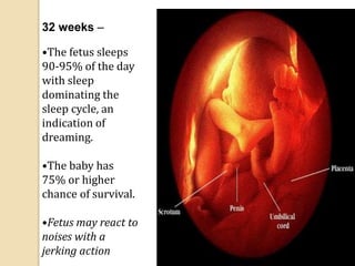 32 weeks –
•The fetus sleeps
90-95% of the day
with sleep
dominating the
sleep cycle, an
indication of
dreaming.
•The baby has
75% or higher
chance of survival.
•Fetus may react to
noises with a
jerking action
 