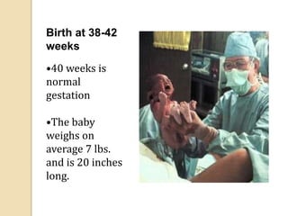 Birth at 38-42
weeks
•40 weeks is
normal
gestation
•The baby
weighs on
average 7 lbs.
and is 20 inches
long.
 