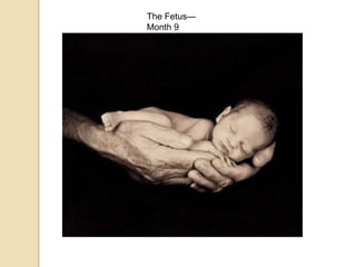 The Fetus—
Month 9
 
