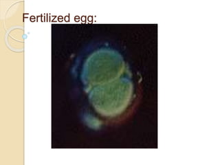 Fertilized egg:
 