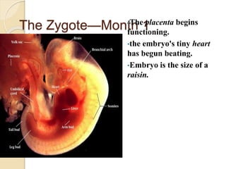 The Zygote—Month 1•The placenta begins
functioning.
•the embryo's tiny heart
has begun beating.
•Embryo is the size of a
raisin.
 