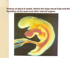 Embryo at about 6 weeks: Notice the large neural tube and the
formation of the heart and other internal organs.
 