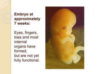 Embryo at
approximately
7 weeks:
Eyes, fingers,
toes and most
internal
organs have
formed,
but are not yet
fully functional.
 