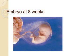 Embryo at 8 weeks
 