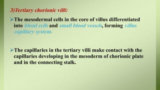 3)Tertiary chorionic villi:
The mesodermal cells in the core of villus differentiated
into blood cells and small blood vessels, forming villus
capillary system.
The capillaries in the tertiary villi make contact with the
capillaries developing in the mesoderm of chorionic plate
and in the connecting stalk.
 