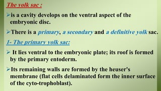 The yolk sac :
is a cavity develops on the ventral aspect of the
embryonic disc.
There is a primary, a secondary and a definitive yolk sac.
1- The primary yolk sac:
 It lies ventral to the embryonic plate; its roof is formed
by the primary entoderm.
Its remaining walls are formed by the heuser's
membrane (flat cells delaminated form the inner surface
of the cyto-trophoblast).
 