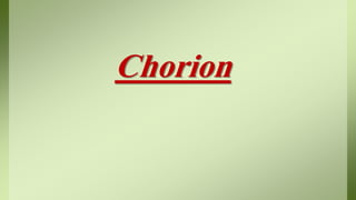 Chorion
 