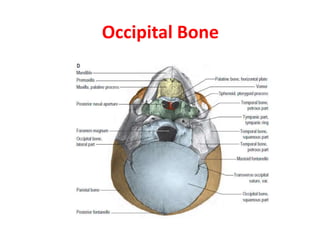 Occipital Bone
 