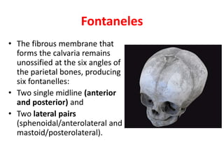 Fontaneles
• The fibrous membrane that
forms the calvaria remains
unossified at the six angles of
the parietal bones, producing
six fontanelles:
• Two single midline (anterior
and posterior) and
• Two lateral pairs
(sphenoidal/anterolateral and
mastoid/posterolateral).
 