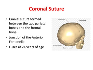 Coronal Suture
• Cranial suture formed
between the two parietal
bones and the frontal
bone.
• Junction of the Anterior
Fontanelle
• Fuses at 24 years of age
 