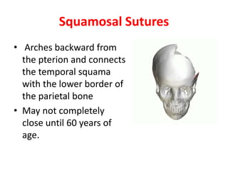 Squamosal Sutures
• Arches backward from
the pterion and connects
the temporal squama
with the lower border of
the parietal bone
• May not completely
close until 60 years of
age.
 