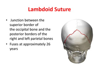 Lambdoid Suture
• Junction between the
superior border of
the occipital bone and the
posterior borders of the
right and left parietal bones
• Fuses at approximately 26
years
 