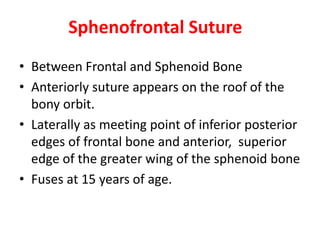 Sphenofrontal Suture
• Between Frontal and Sphenoid Bone
• Anteriorly suture appears on the roof of the
bony orbit.
• Laterally as meeting point of inferior posterior
edges of frontal bone and anterior, superior
edge of the greater wing of the sphenoid bone
• Fuses at 15 years of age.
 