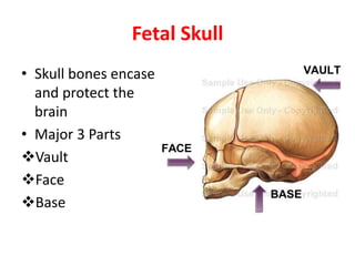 Fetal Skull
• Skull bones encase
and protect the
brain
• Major 3 Parts
Vault
Face
Base
 