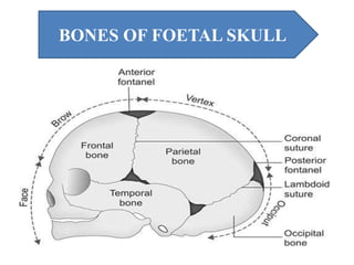 BONES OF FOETAL SKULL
 