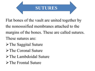 Flat bones of the vault are united together by
the nonosssified membranes attached to the
margins of the bones. These are called sutures.
These sutures are:
The Saggital Suture
The Coronal Suture
The Lambdoidal Suture
The Frontal Suture
SUTURES
 