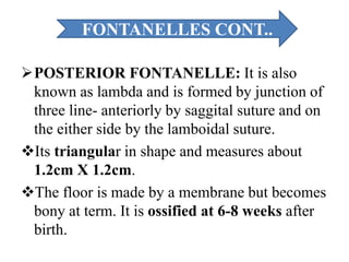 POSTERIOR FONTANELLE: It is also
known as lambda and is formed by junction of
three line- anteriorly by saggital suture and on
the either side by the lamboidal suture.
Its triangular in shape and measures about
1.2cm X 1.2cm.
The floor is made by a membrane but becomes
bony at term. It is ossified at 6-8 weeks after
birth.
FONTANELLES CONT..
 