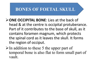 ONE OCCIPITAL BONE: Lies at the back of
head & at the centre is occipital protuberance.
Part of it contributes to the base of skull, as it
contains foramen magnum, which protects
the spinal cord as it leaves the skull. It forms
the region of occiput.
In addition to these 5 the upper part of
temporal bone is also flat to form small part of
vault.
BONES OF FOETAL SKULL
 
