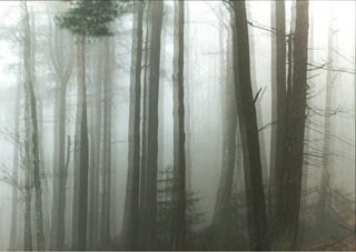 Fog wood motion ii 1997 by geirjj