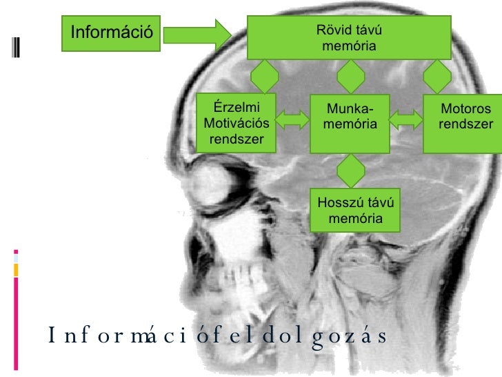 Képtalálat a következőre: „hosszú távú memória”