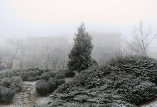 Fog freeze, (Timisoara, Romania)